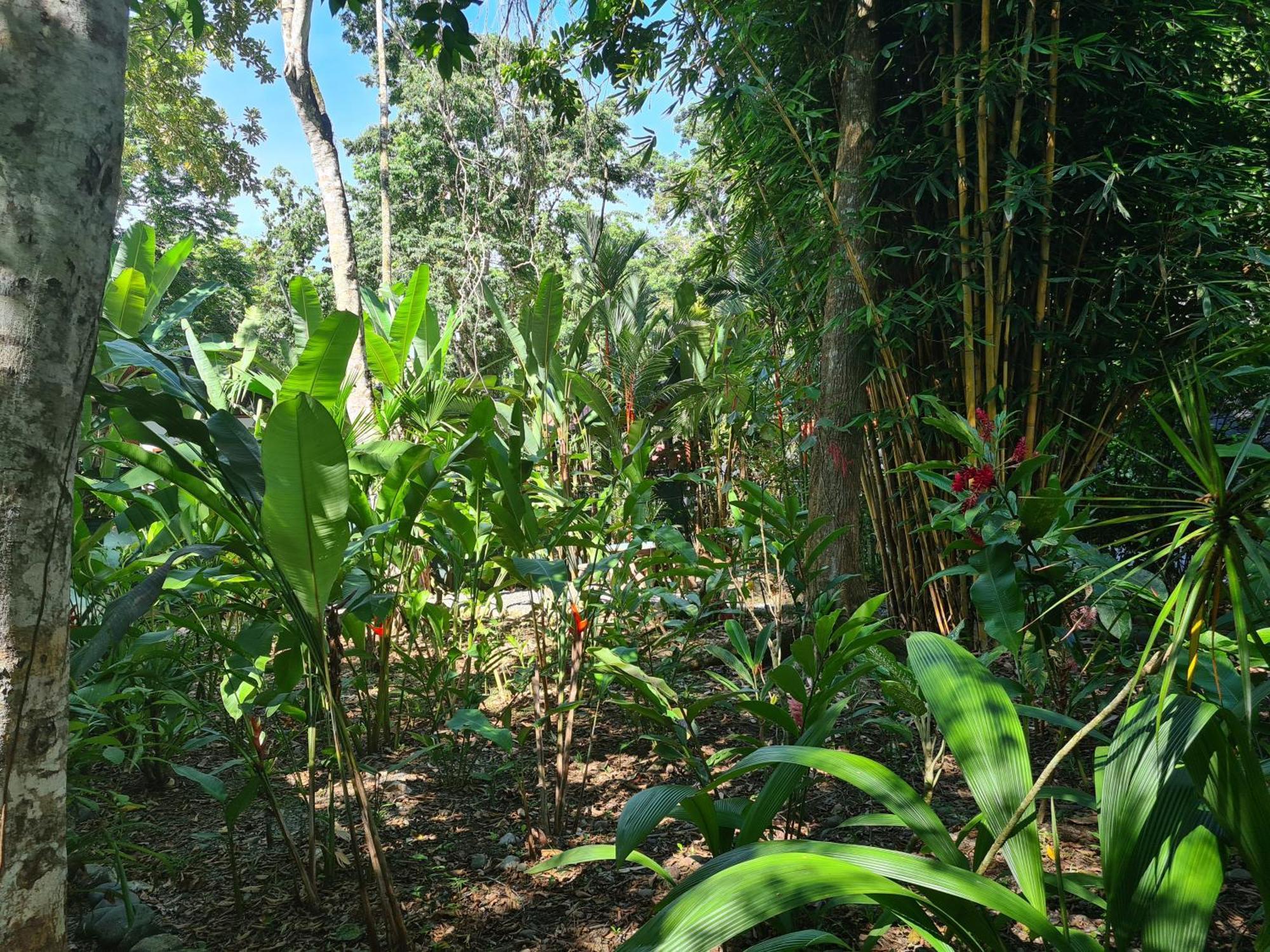 El Jardin De Playa Negra Vila Puerto Viejo de Talamanca Exterior foto