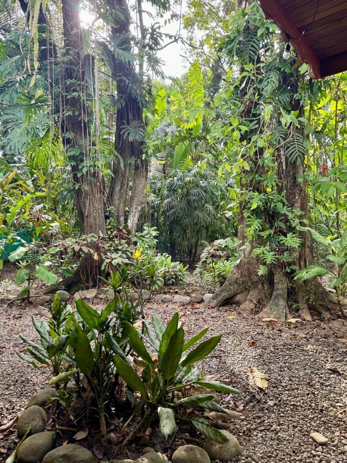 El Jardin De Playa Negra Vila Puerto Viejo de Talamanca Exterior foto